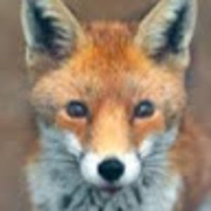 Meet your Posher, Edward